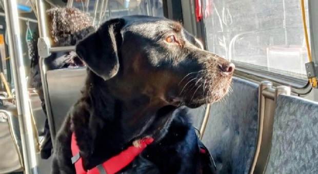 Morto Eclipse, il cane che prendeva l'autobus da solo per andare al parco: «Si è spento nel sonno»