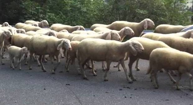 Serra San Quirico, i ladri portano via il gregge: rubate pecore, capre e agnelli