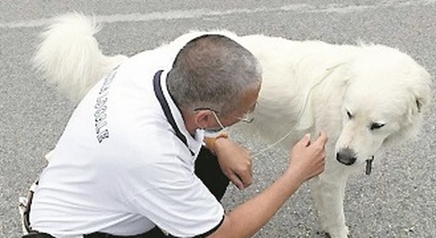 Falconara, il cane Buby ritrovato dopo una fuga di 40 km: sospiro di sollievo e multa per il padrone