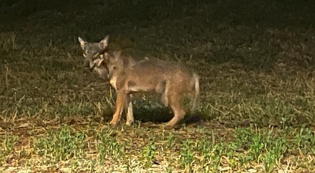 Gradara, attacco choc nel cortile: un branco di lupi la accerchia a pochi metri da casa. Finisce in ospedale in stato di choc