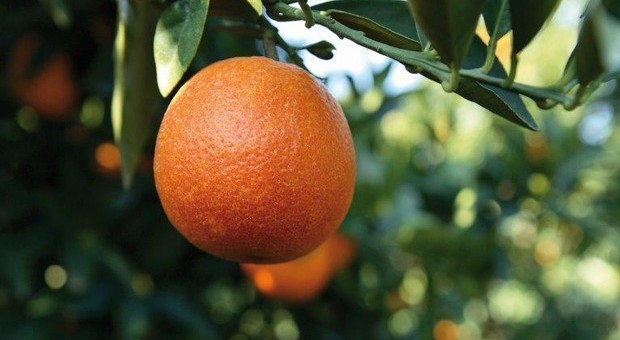 Clima, produzione di clementine danneggiata dal caldo anomalo. L'allarme di Confagricoltura
