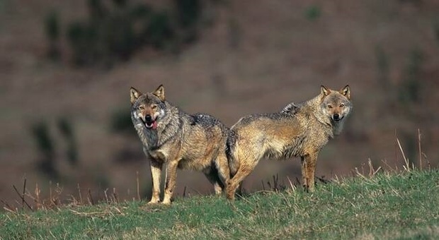 Faccia a faccia da brividi a Montecosaro: cacciatore spara in aria per mettere in fuga due lupi