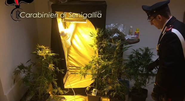 La coltivazione di marijuana scoperta dai carabinieri in via Capanna, a Senigallia