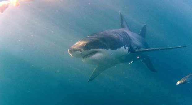 Bagnante ucciso da uno squalo durante un'immersione: «Si cerca il corpo»