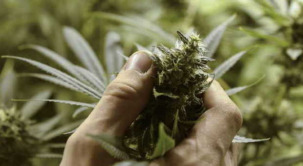 Marijuana di Stato a scopo terapeutico Sì del governo, la produrrà l’Esercito