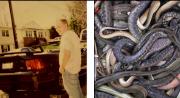 Uomo trovato morto in casa: era circondato da 124 serpenti, c'erano anche pitoni e mamba neri
