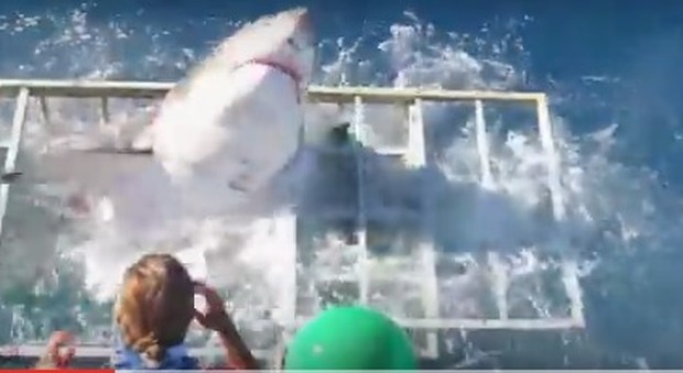 Choc in Messico, lo squalo bianco entra nella gabbia del sub