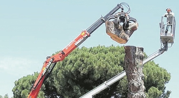 Abbattuto il grande pino di Porta Rimini: «Era pericoloso per i passanti»