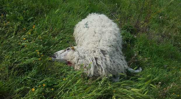 Ascoli, altre 7 pecore sbranate da un branco di lupi in collina