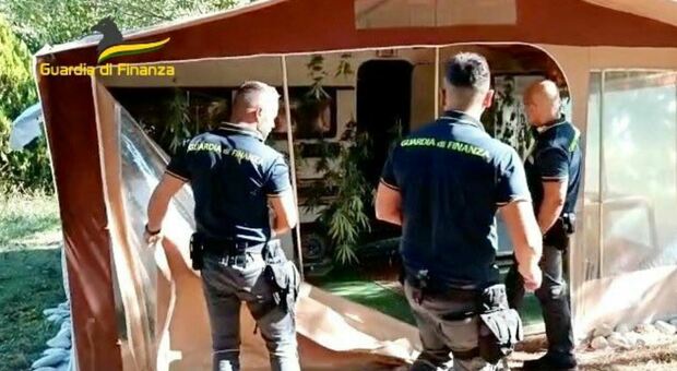 Blitz antidroga a Civitanova, coltivava canapa in giardino e fuori casa: giovane arrestato, sequestrati 7,8 chili di piante