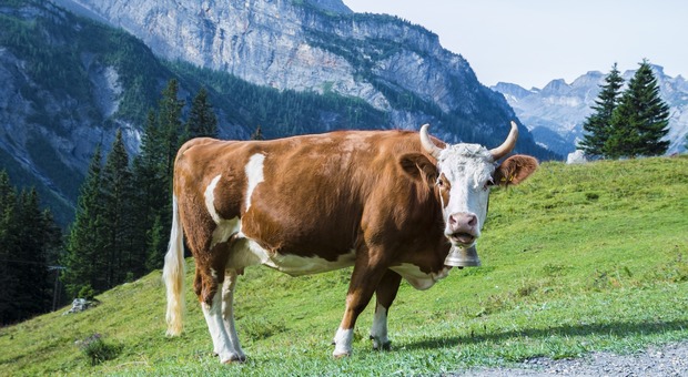 Ladro latitante diventa pastore di mucche per sfuggire alla legge (Foto di TeeFarm da Pixabay)