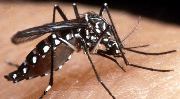 Contagiato dalla febbre Dengue: scatta disinfestazione anti zanzare nella zona