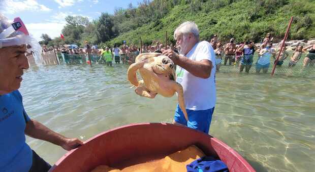 Famiglie e bambini pazzi per Paolo la nuova tartaruga ospite dell ospedale della Baia