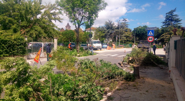 Abbattuti gli alberi sul viale Giù i frassini tra le proteste