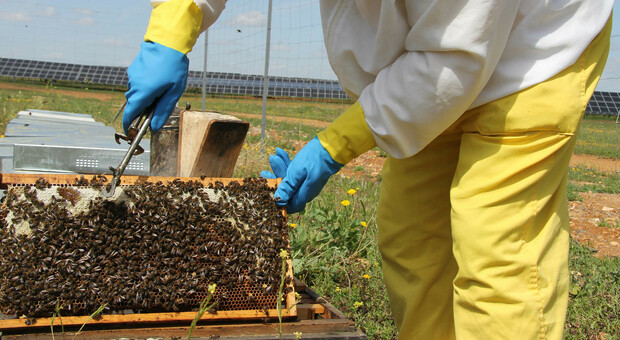 Un apicoltore al lavoro, foto tratta dal Web