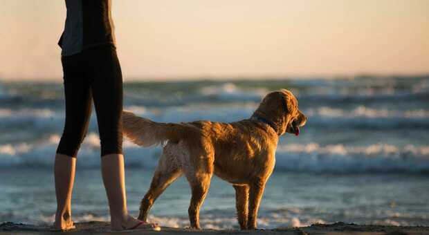 Porto San Giorgio, cani liberi in spiaggia: è allarme. «Senza guinzaglio e pronti ad aggredire i runner»