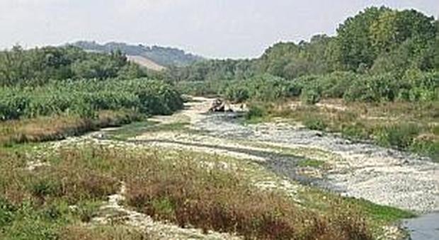 Il canneto lungo il fiume Cesano