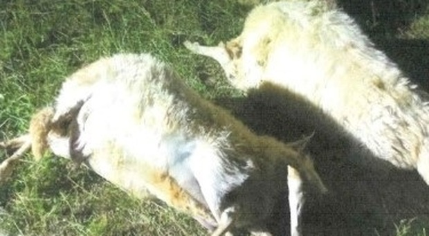 Gualdo, il branco di lupi attacca all'imbrunire, uccise quaranta pecore: «Allevatori alle corde»