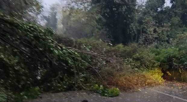 L'albero caduto in via di Porta Tufilla ad Ascoli Piceno