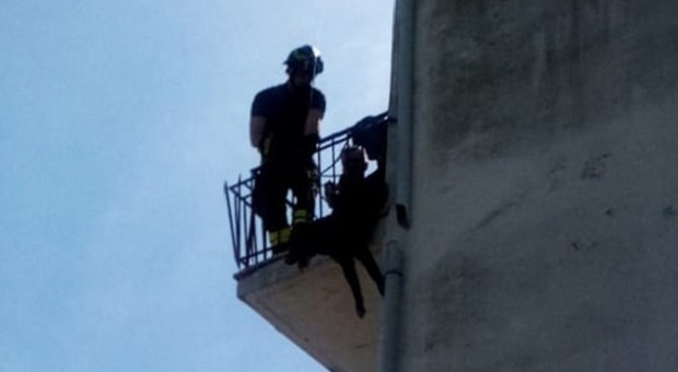 L'intervento dei vigili del fuoco per salvare il cane