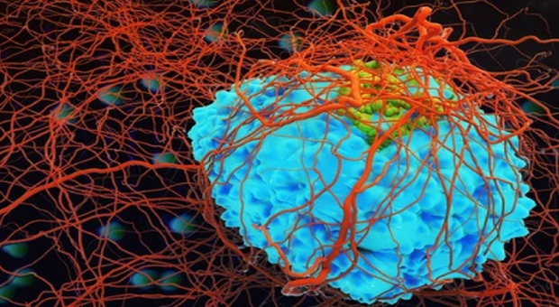 Tumori, lo studio sul virus dell'herpes: così è in grado di distruggere le cellule cancerose