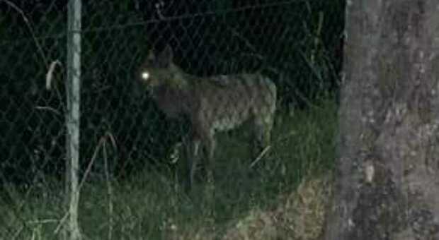 Catturato il lupo che da quattro mesi si aggirava a Fano: trasferito in una località segreta