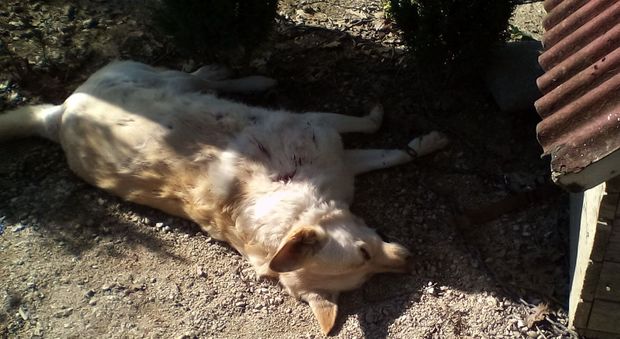 Roma, litiga con il vicino e gli uccide i cani a colpi di pistola: denunciato
