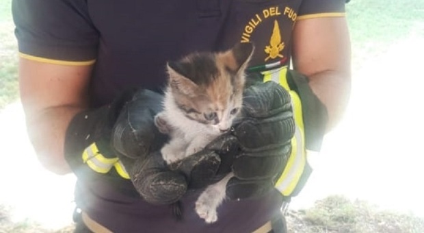 Il gattino salvato dal vigile del fuoco