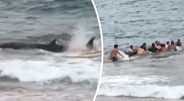 Giovane balena rischia di spiaggiarsi, salvata dai bagnanti e dalla Croce Rossa