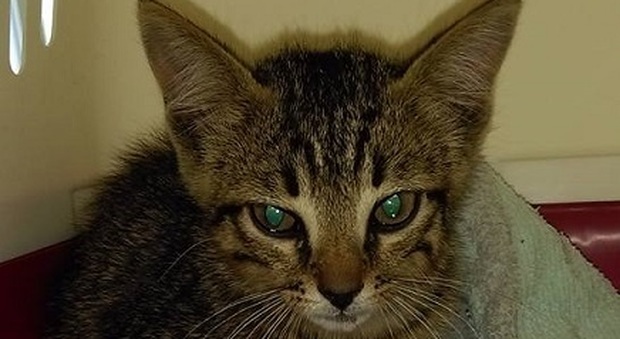 Senigallia, gatto di due mesi lanciato dal finestrino di un'auto in corsa