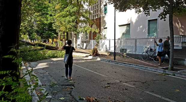Pesaro, albero si abbatte sulla casa: polemiche e strada ancora chiusa