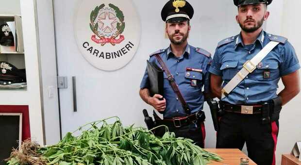 Coltiva marijuana nella sua casa di Ussita, denunciato 52enne originario del Lazio