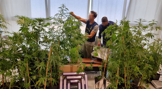 Laboratorio per coltivare la marijuana in casa, tradito dagli alti consumi elettrici in bolletta