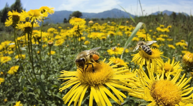 Attaccato da uno sciame di api, cacciatore muore per choc anafilattico