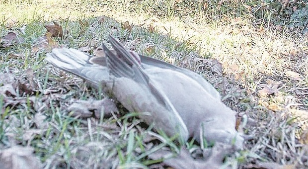 Decine di carcasse a terra: la moria di uccelli è stata causata da una malattia
