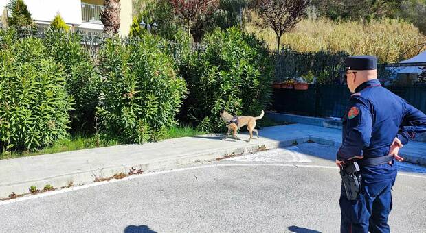 Due cani trovati morti nel giardino: i forestali nella villetta per le esche avvelenate