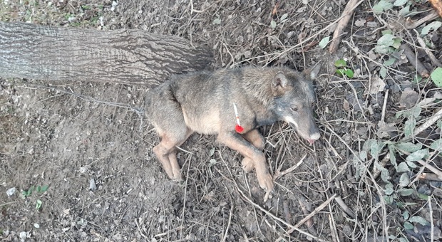 Sarnano, «C'è un cane che non riesce a muoversi», ma è un lupo in una trappola illegale: sedato e salvato