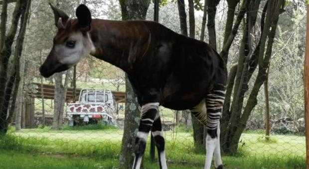 Falconara, le "giraffe della foresta": nuovo spazio per la coppia di okapi