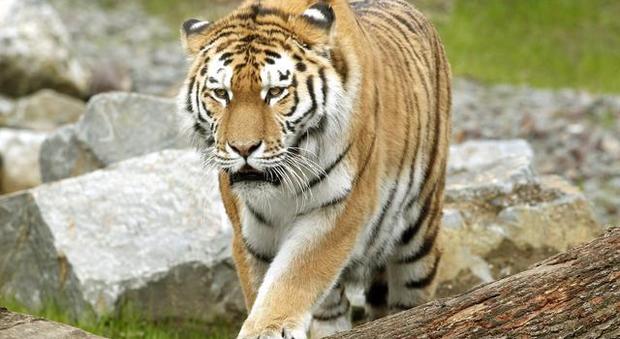 Tigre attacca e uccide dipendente dello zoo di Zurigo