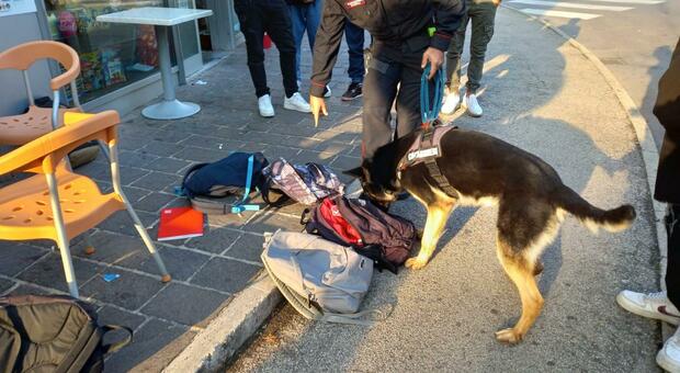 "Scuole sicure": carabinieri in classe con i cani, nessuna traccia di droga