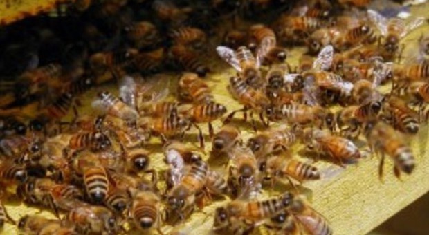 Uno sciame di api in chiesa "Sfrattati" parroco e fedeli