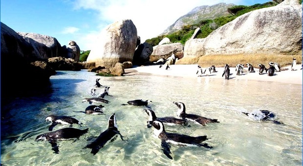 A Cape Town in Sudafrica un giro con la canoa in mezzo ai pinguini