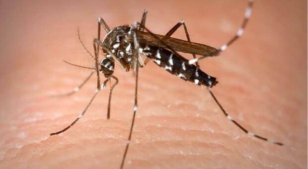 A Jesi individuate le zanzare portarici del virus Usutu, scatta l'emergenza: ordinanza del Comune e bonifica