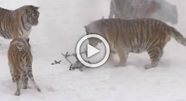 Il drone catturato dalle tigri siberiane