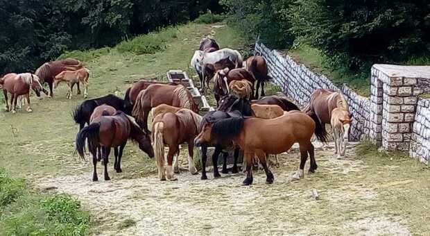 Cavalli sui pascoli delle comunanze agrarie delle dodici famiglie originarie di Chiaserna sul Monte Catria