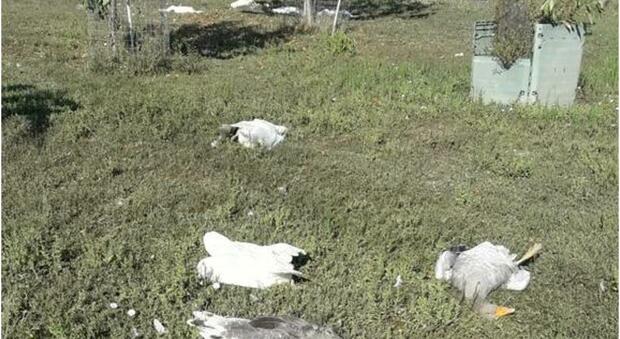 Lupi fanno strage di oche al Pinocchio: nei giorni scorsi hanno ucciso anche 6 pecore della stessa azienda
