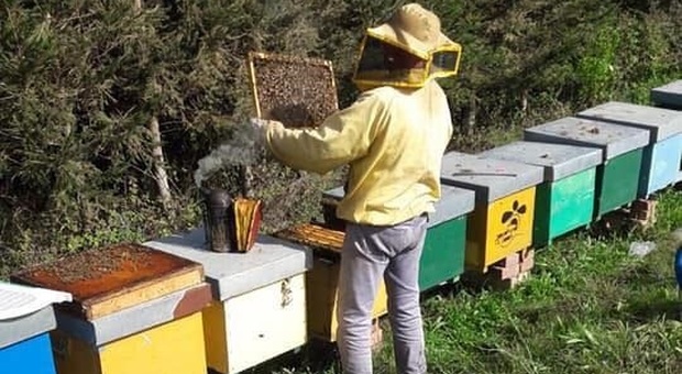 Ostra, ladri ghiottoni all'assalto delle arnie: rubati 8 quintali di miele