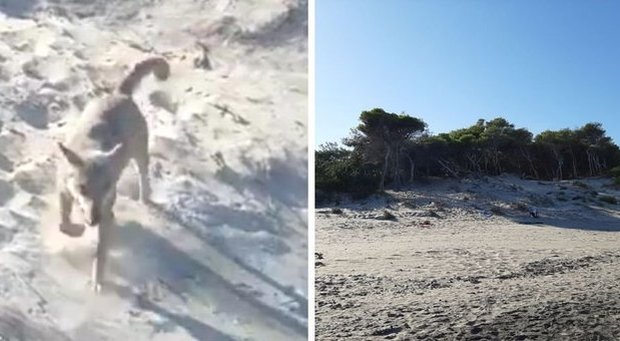 Il lupo di Otranto è stato catturato, aveva aggredito una bimba in spiaggia: andrà in una riserva