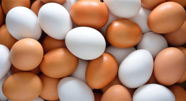 Milioni di uova contaminate: scoppia il caso, è allarme in Europa