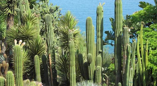 #iorestoacasa, cactus e piante grasse, curarle è una passione